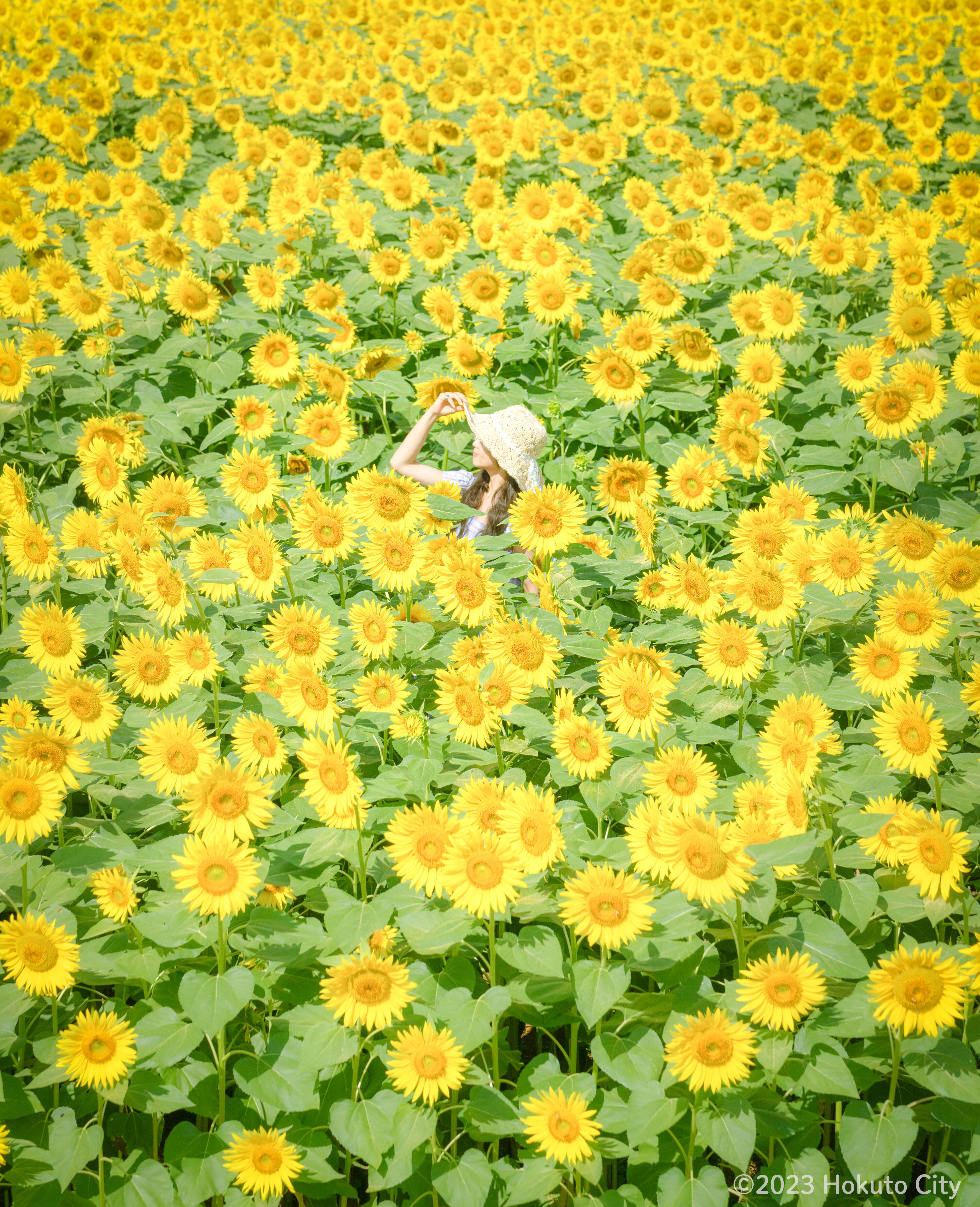sunfes23_02.jpg