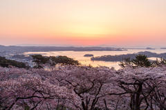 日本三景（松島・朝日と桜と湾）.jpg