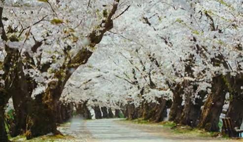 青森県弘前市「101回目への弘前公園の桜（2020）」.jpg