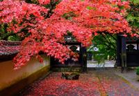 大雄山最乗寺（紅葉）.jpg